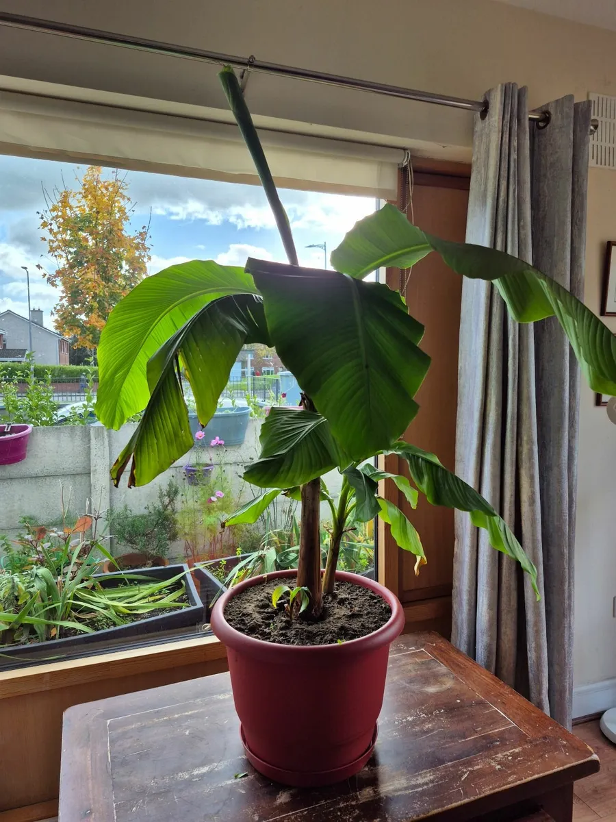 Banana Tree - Image 1
