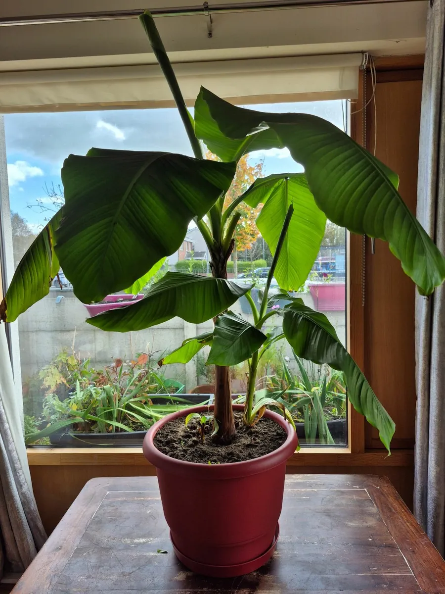 Banana Tree - Image 3