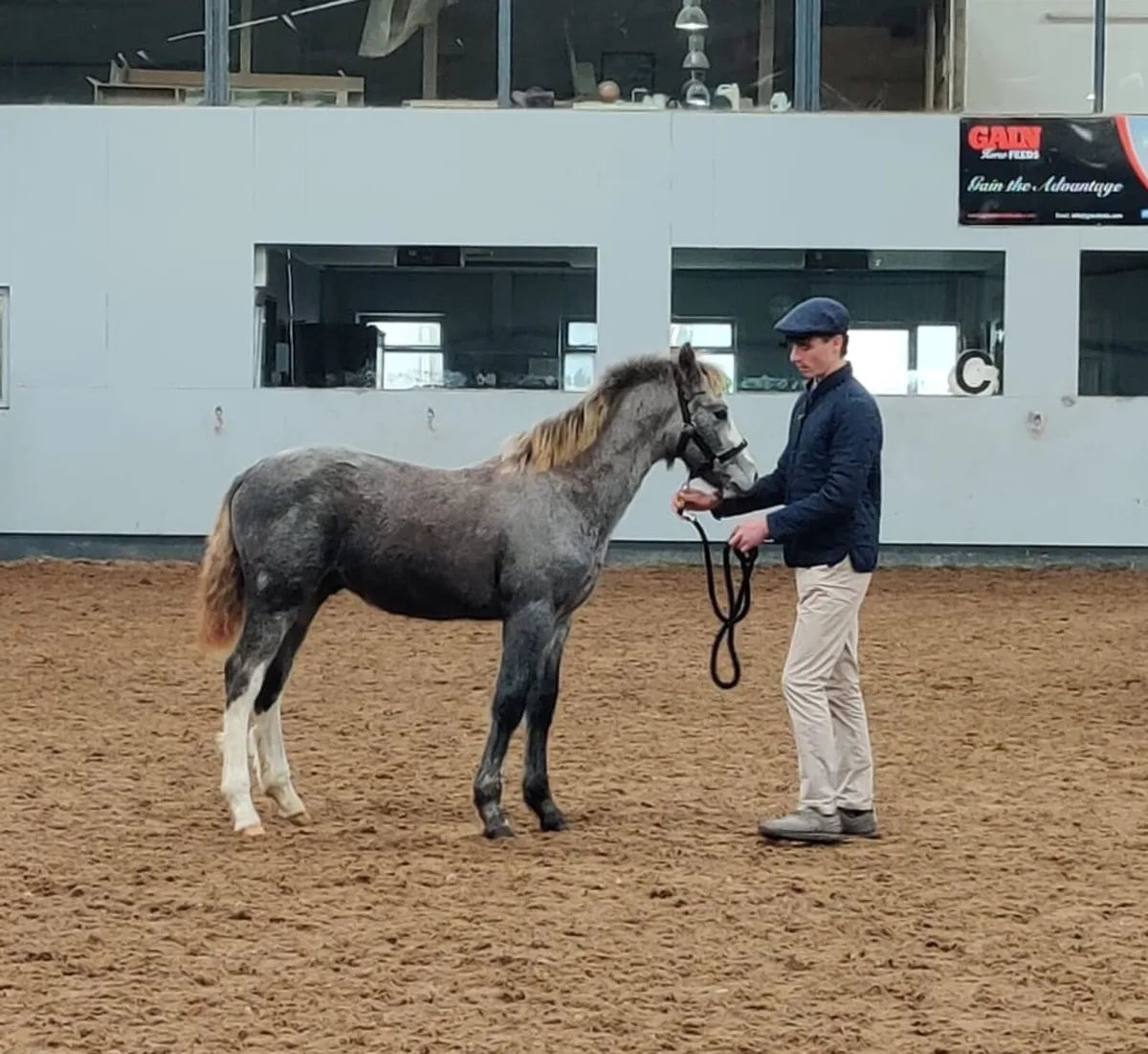 Connemara colt foal - Image 2
