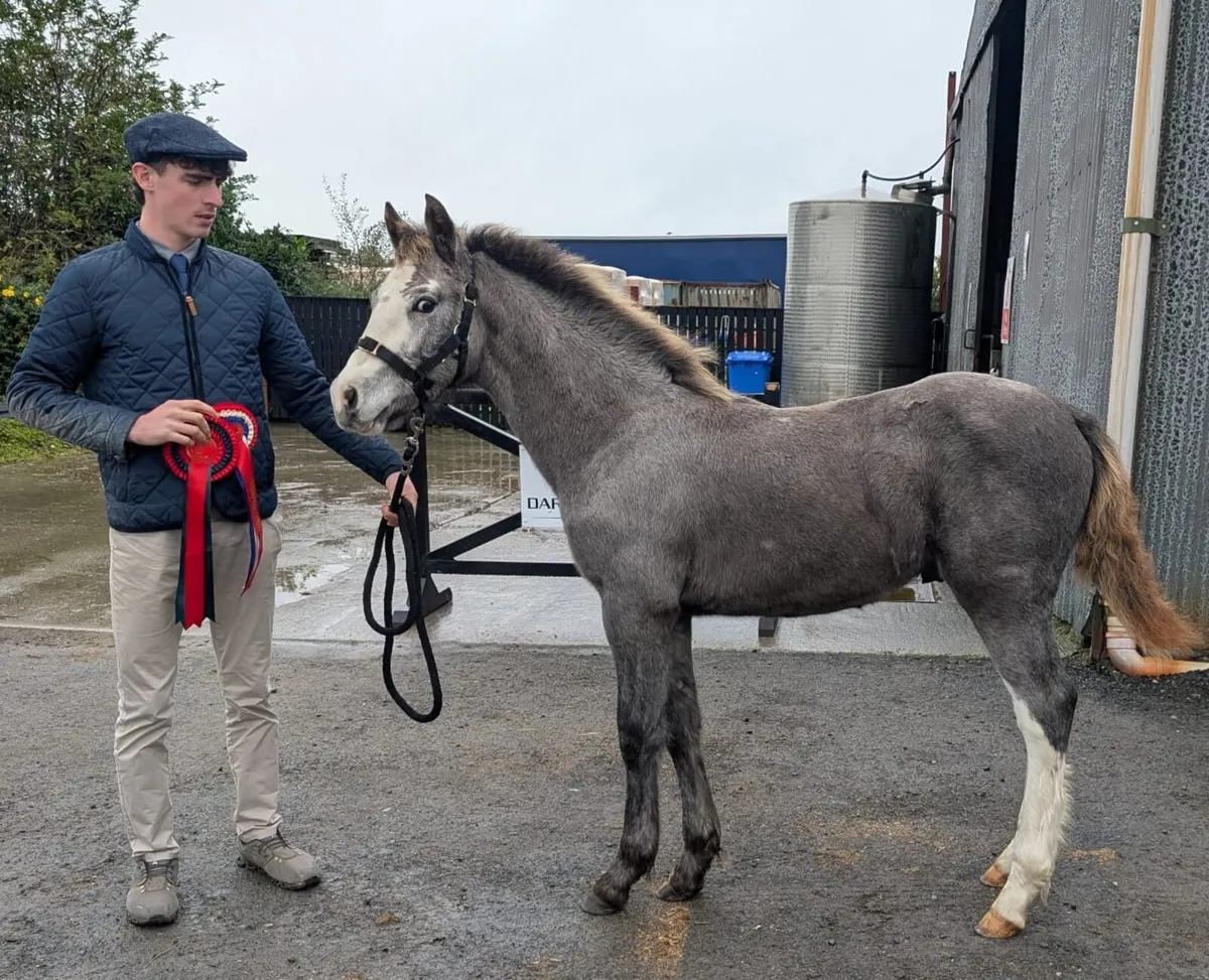Connemara colt foal - Image 1