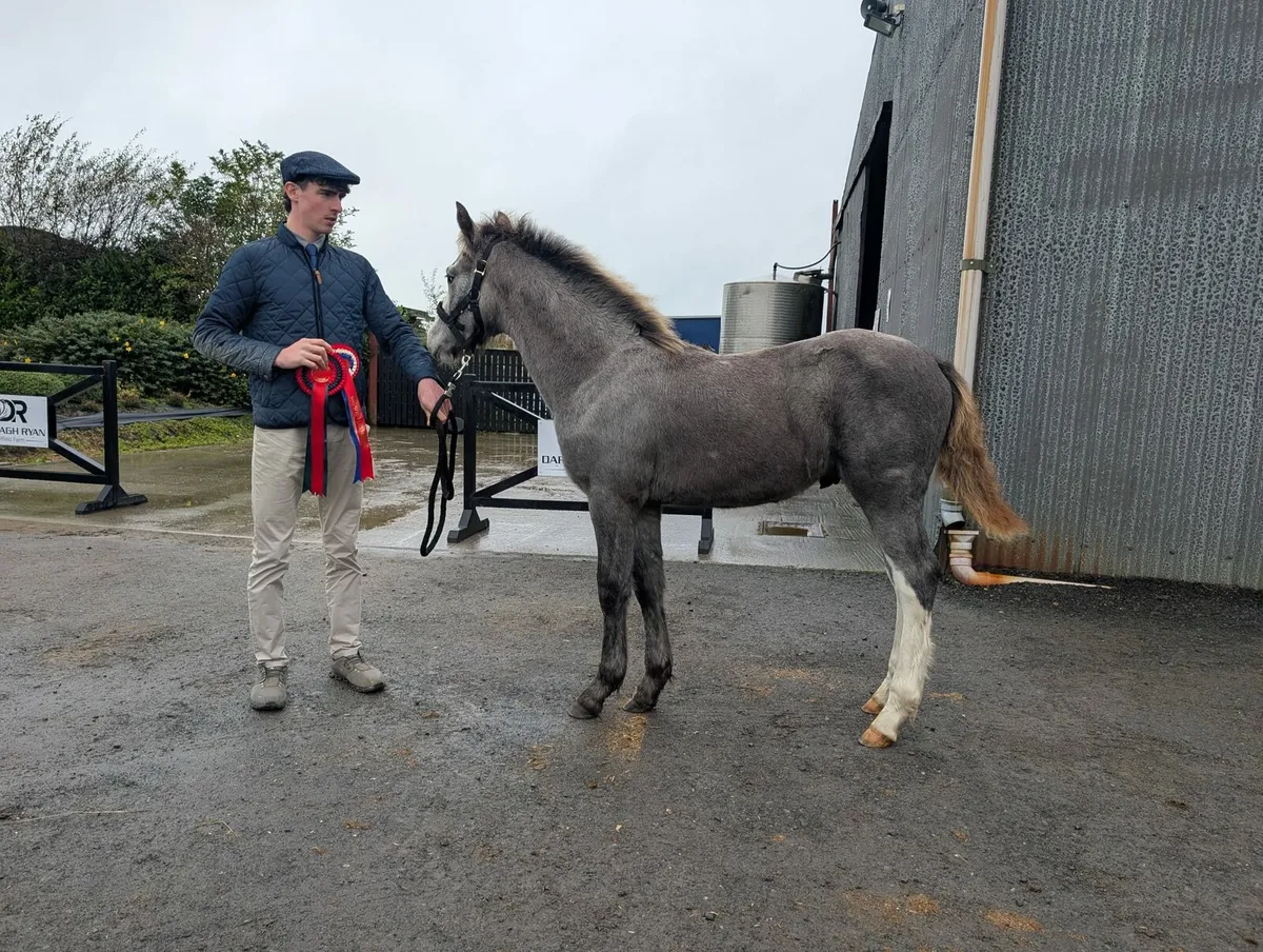 Connemara colt foal - Image 3
