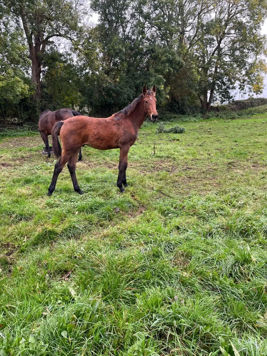 Performance Colt Foal - Image 2