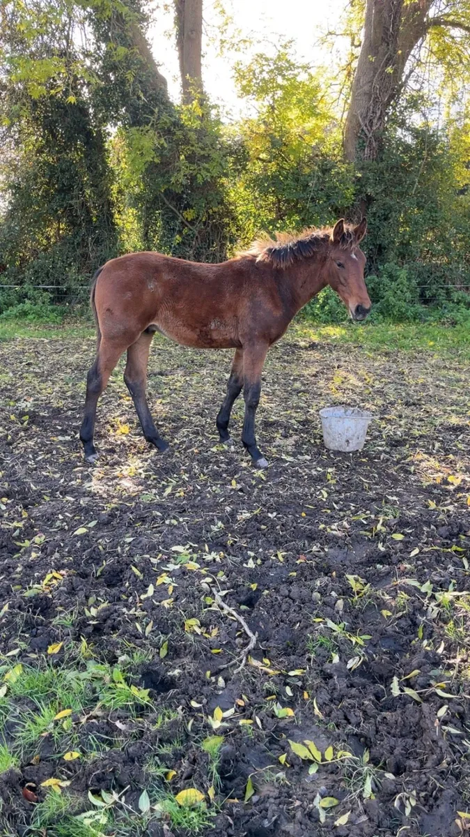 Performance Colt Foal - Image 3