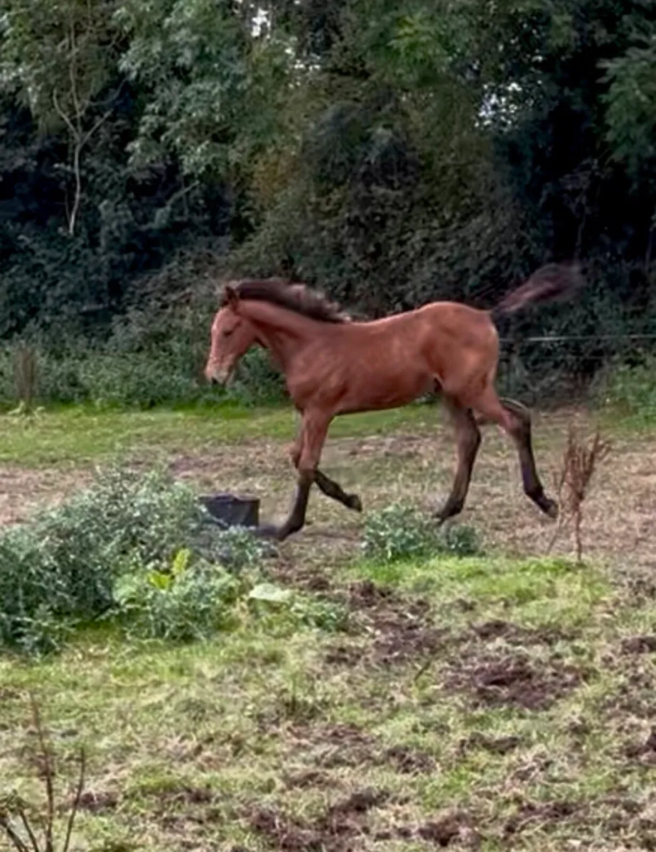 Performance Colt Foal - Image 4