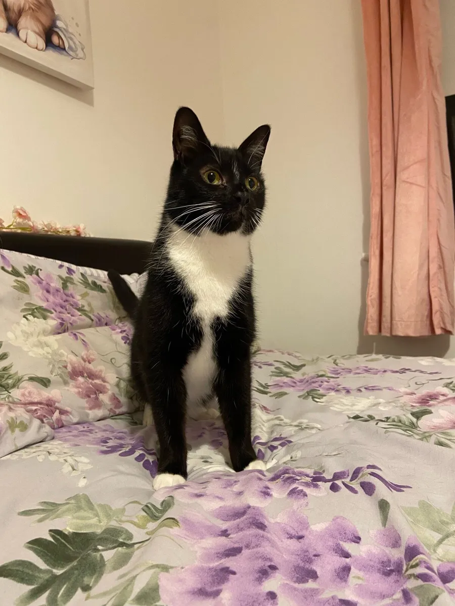 Cats free to good homes - Image 1