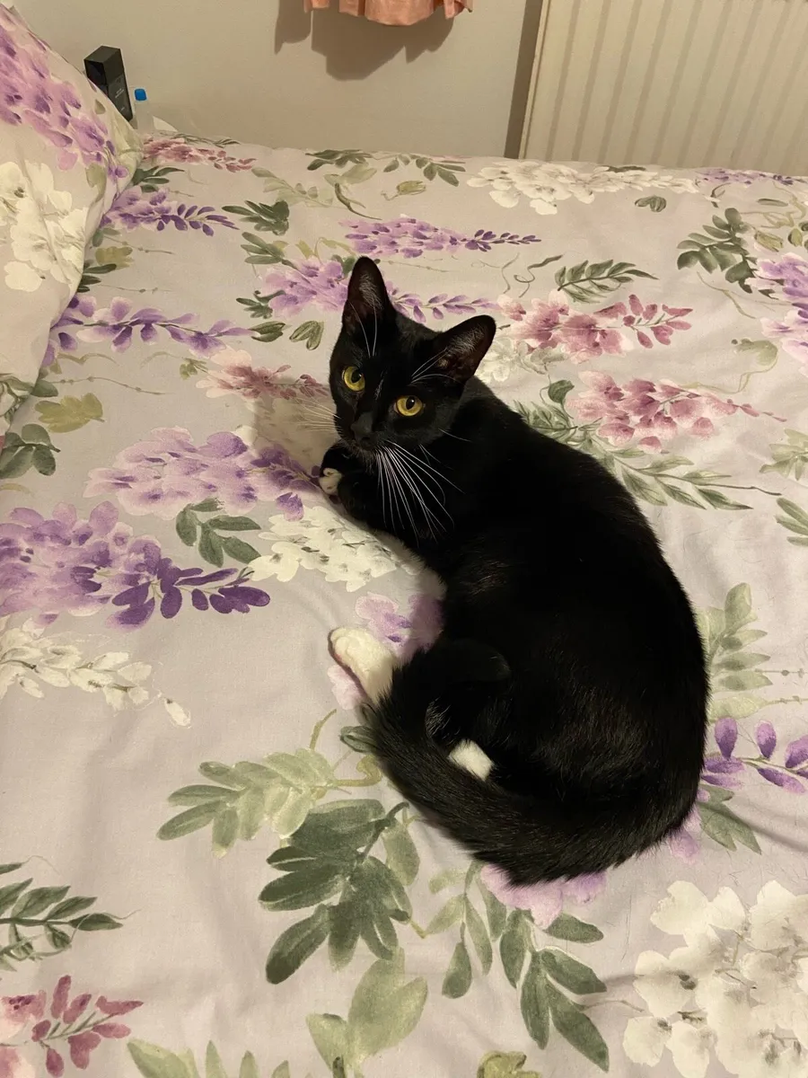 Cats free to good homes - Image 2