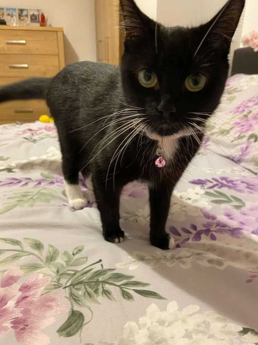 Cats free to good homes - Image 3