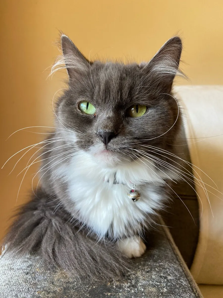 Cats free to good homes - Image 4