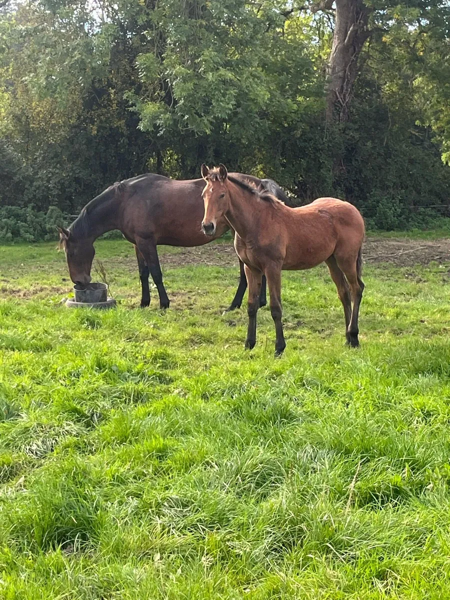 Performance Colt Foal - Image 1