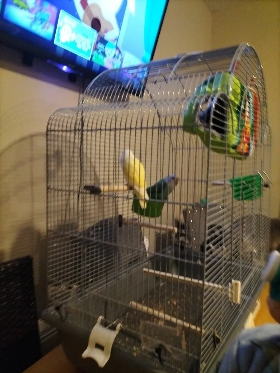 Large bird cage - Image 1