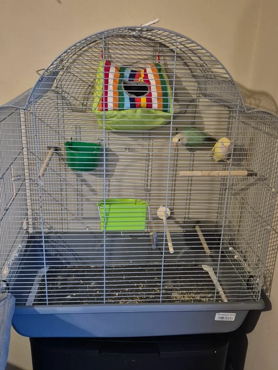 Large bird cage - Image 2