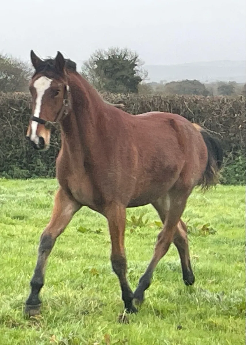 Vivant x Guidam Junior Yearly Gelding - Image 1