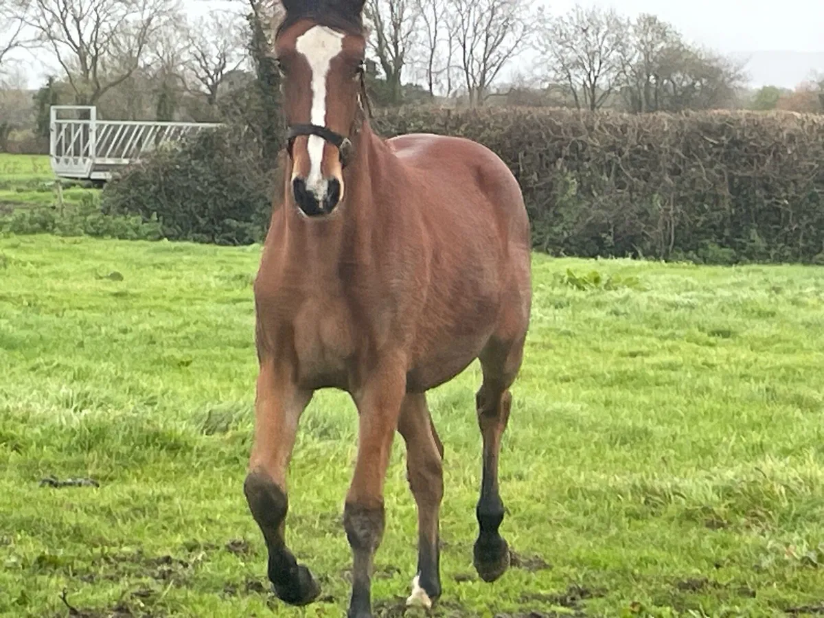 Vivant x Guidam Junior Yearly Gelding - Image 2