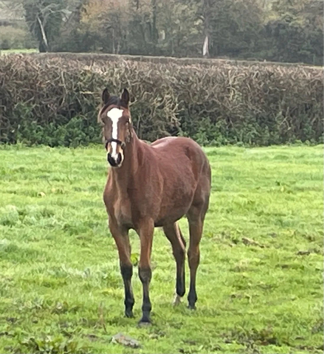 Vivant x Guidam Junior Yearly Gelding - Image 3