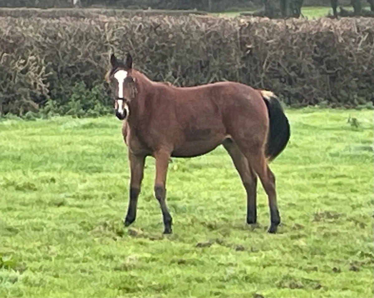 Vivant x Guidam Junior Yearly Gelding - Image 4