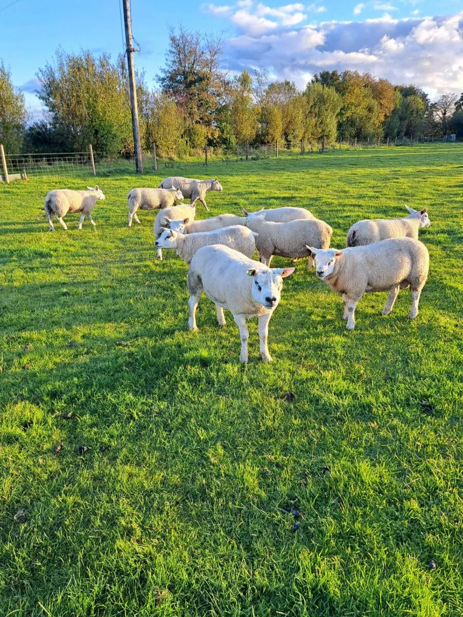 SIS approved Texel rams lambs