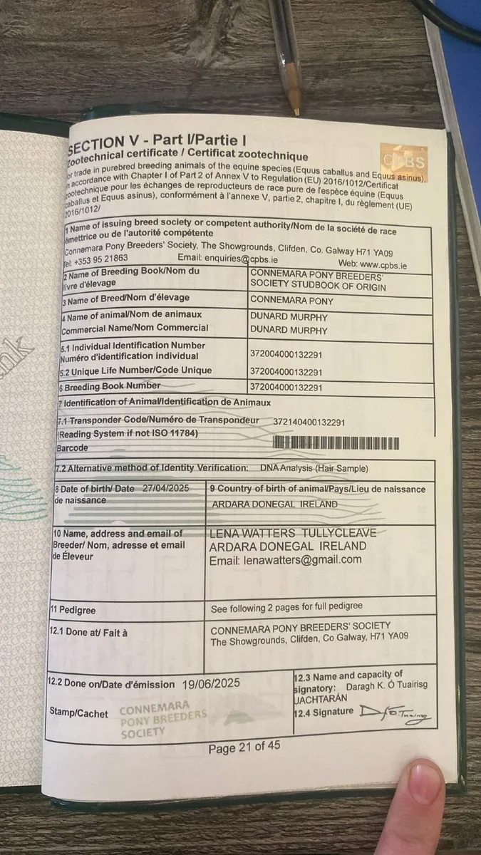 Connemara Colt Foal - Image 3