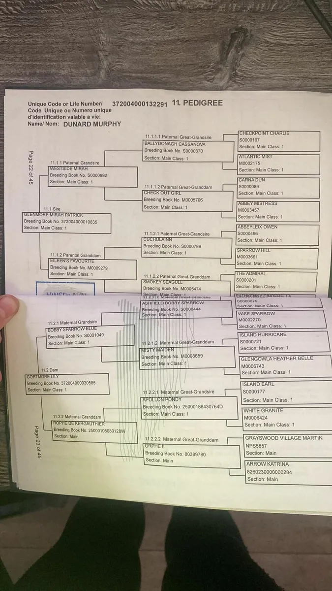 Connemara Colt Foal - Image 4