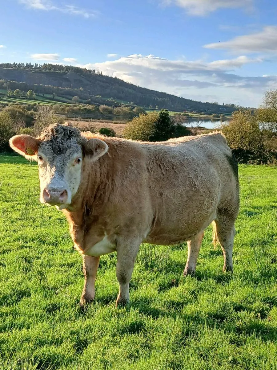 💥Incalf Heifers for Mohill Saturday 01 November💥 - Image 1