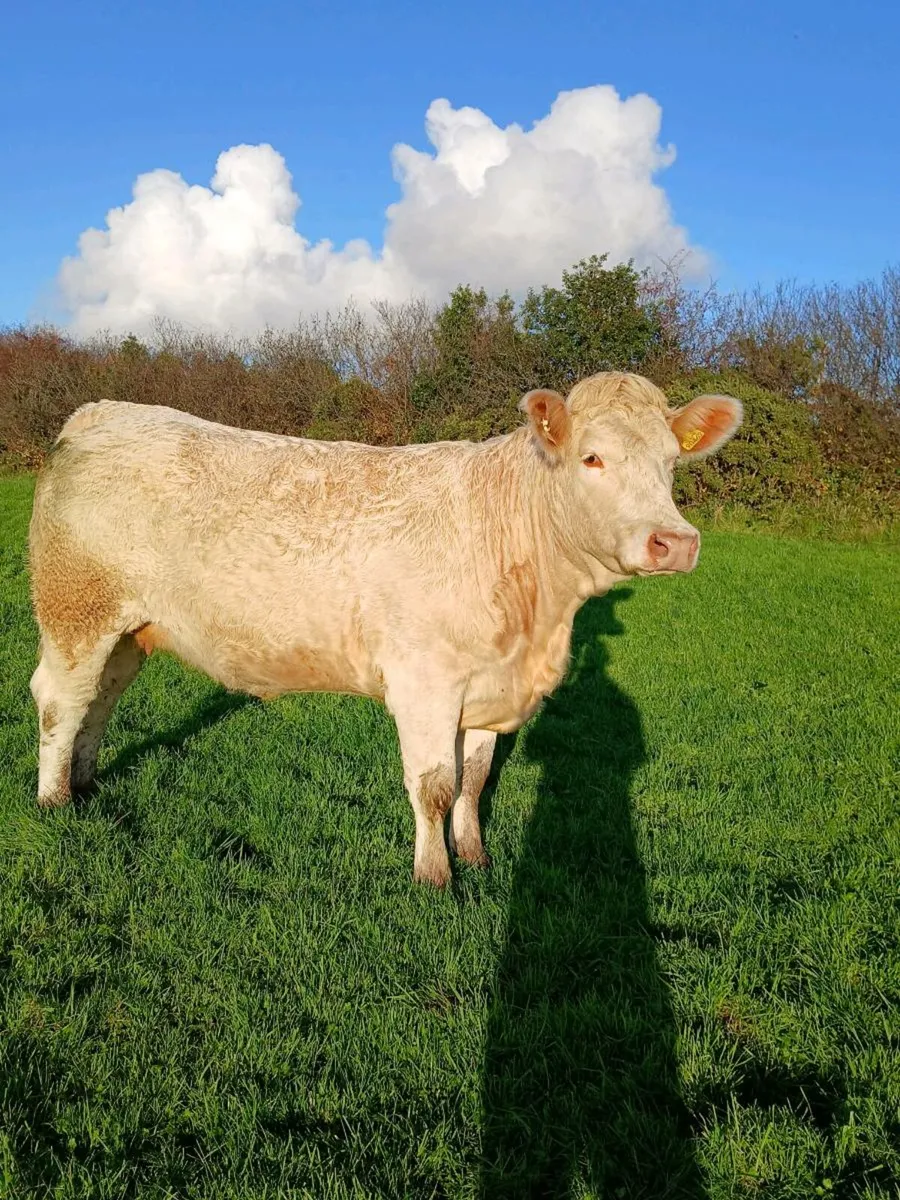 💥Incalf Heifers for Mohill Saturday 01 November💥 - Image 2