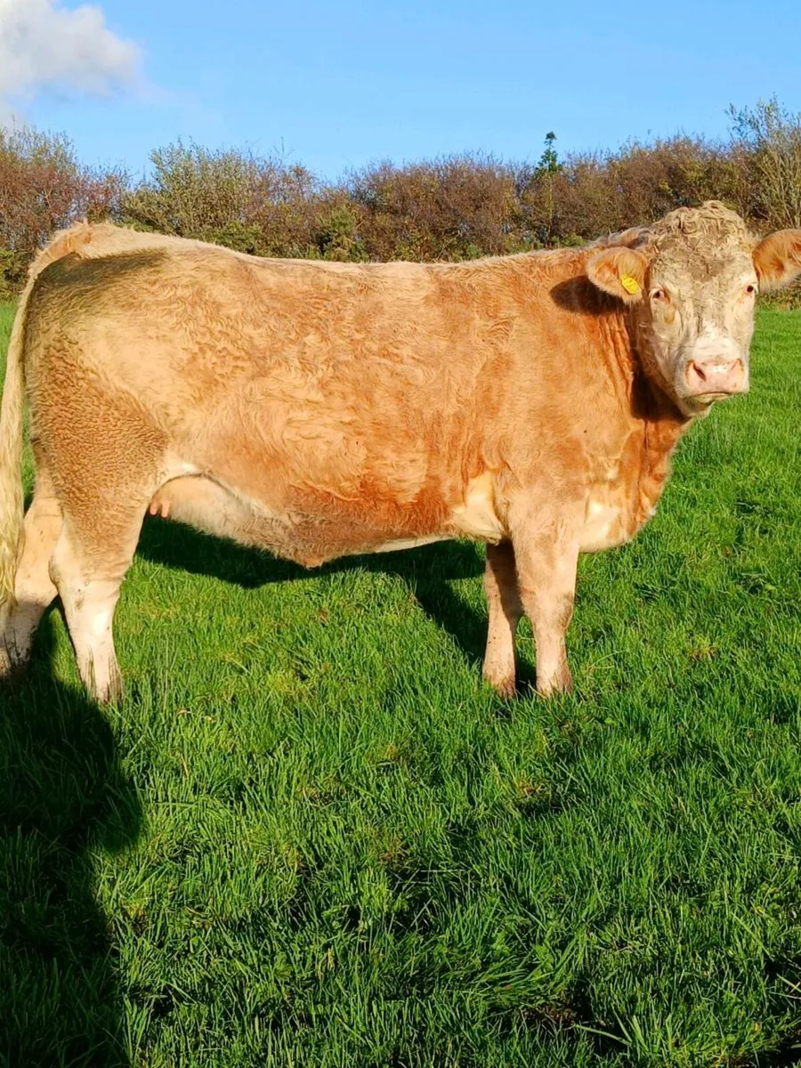 💥Incalf Heifers for Mohill Saturday 01 November💥 - Image 3