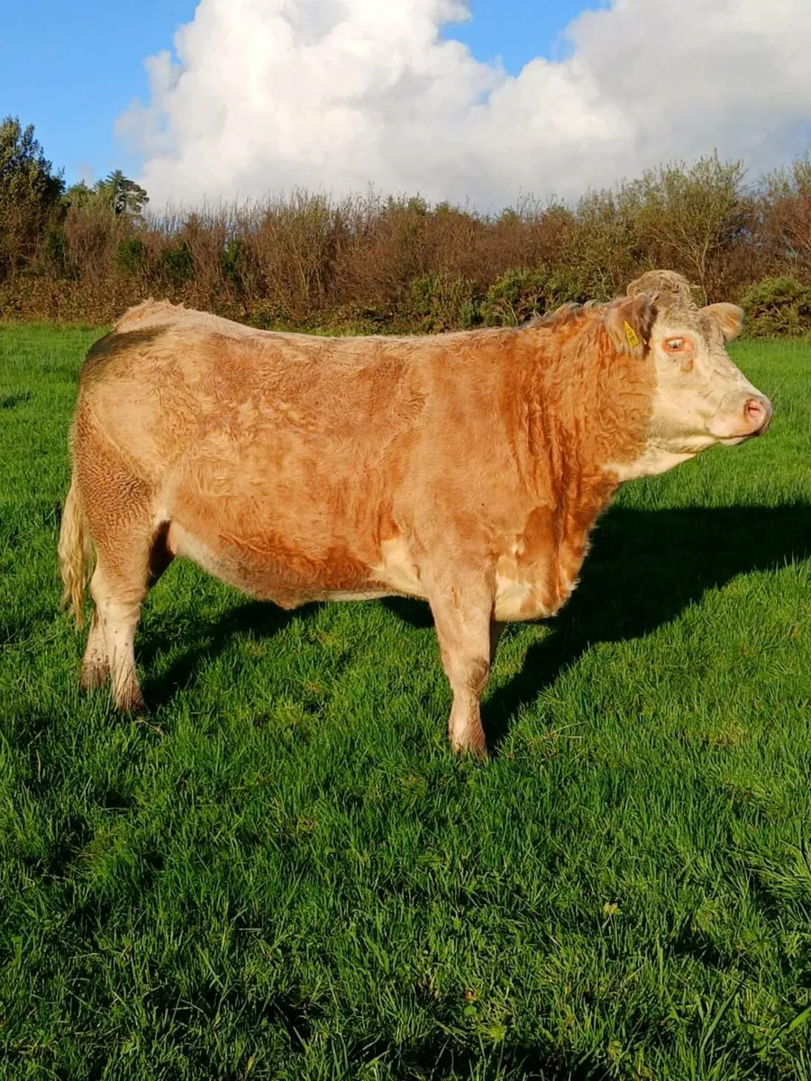 💥Incalf Heifers for Mohill Saturday 01 November💥 - Image 4