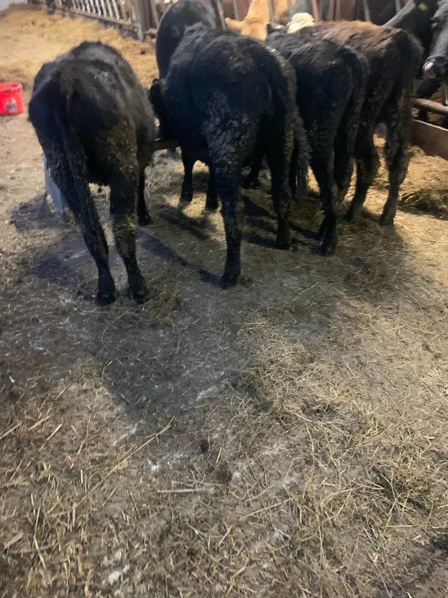 5 Wealings - Image 2