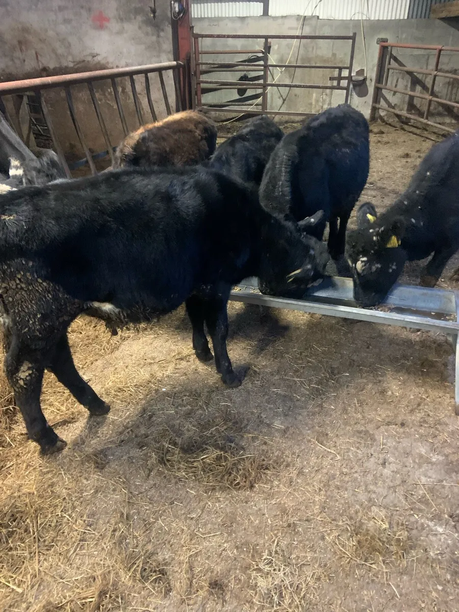 5 Wealings - Image 3