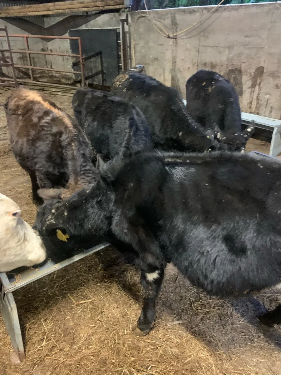 5 Wealings - Image 4