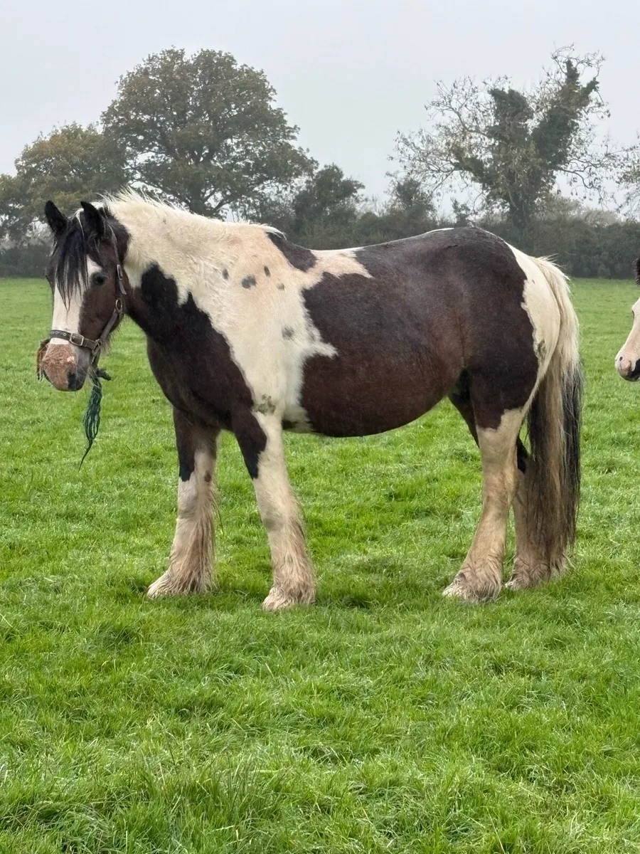 Bay and White mare with black and white colt foal - Image 2