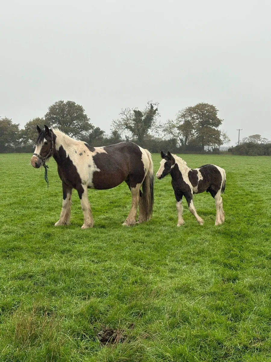 Bay and White mare with black and white colt foal - Image 3