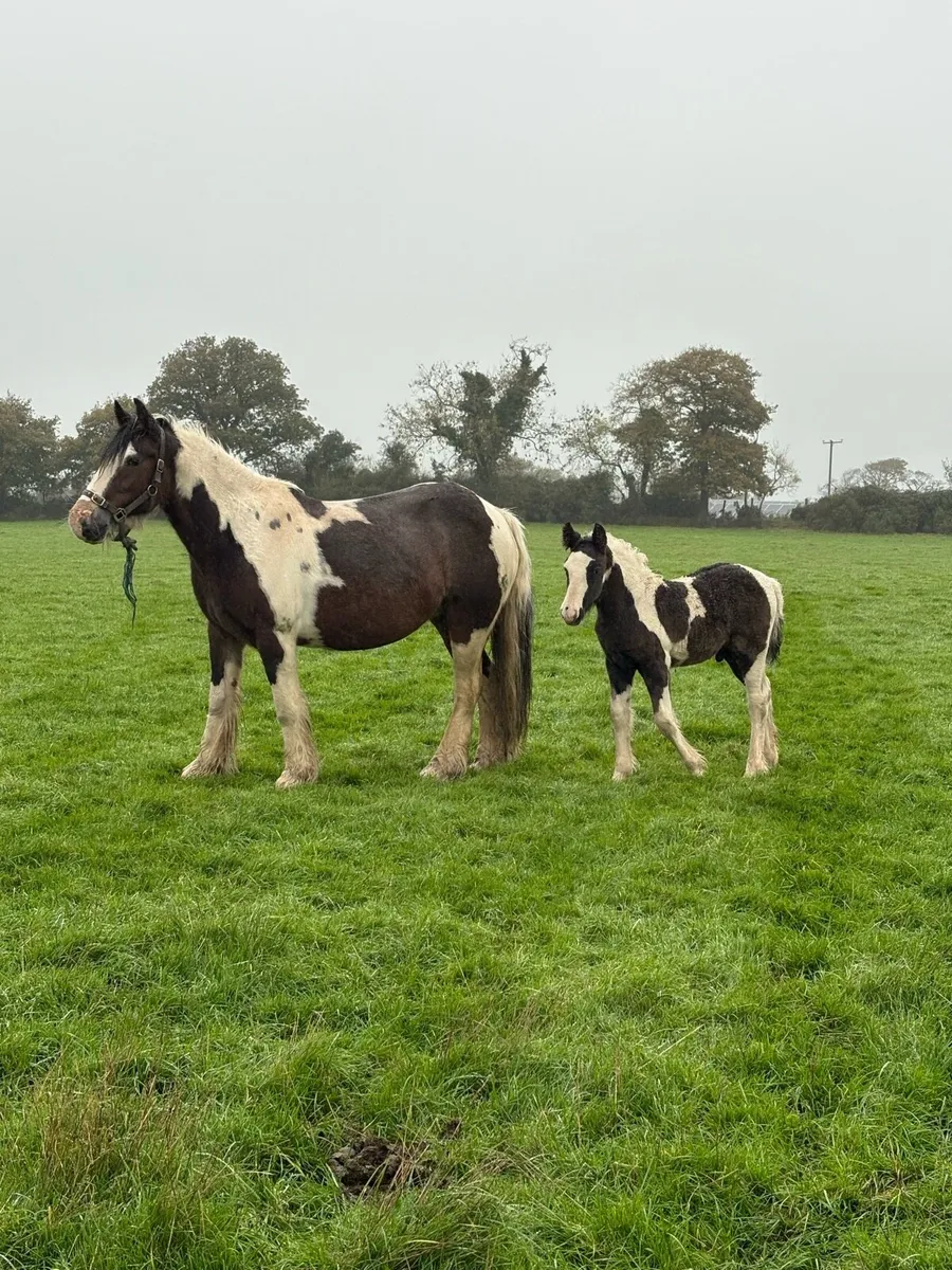 Bay and White mare with black and white colt foal - Image 4
