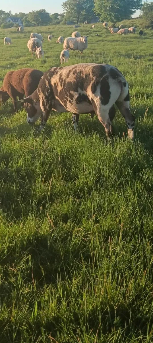 ⚫️⚪️ PB Spotted Dutch Ram ⚪️⚫️ - Image 1