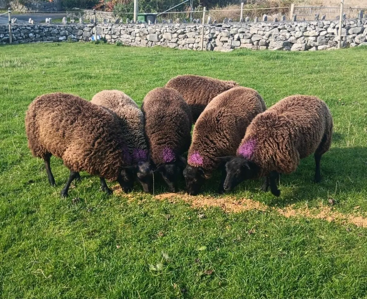 ⚫️⚪️ PB Spotted Dutch Ram ⚪️⚫️ - Image 2