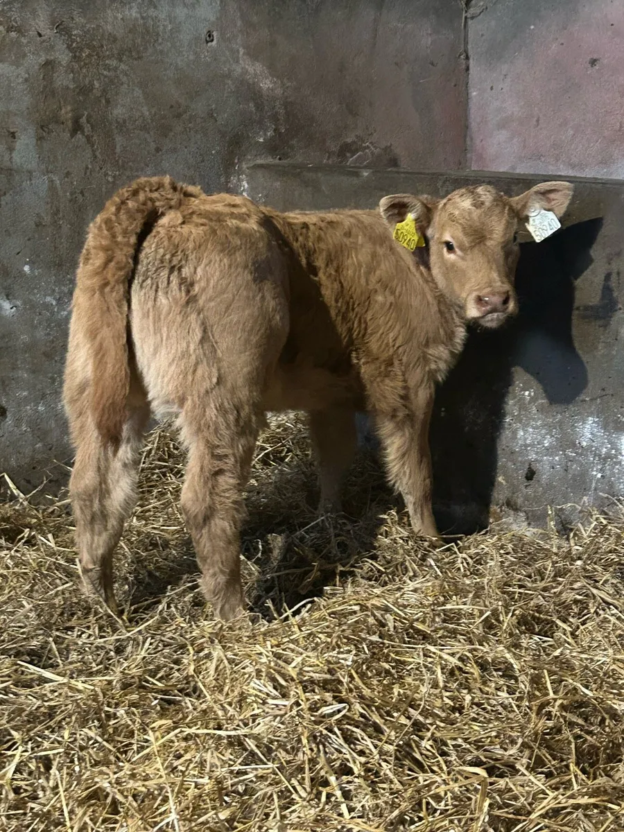 Smashing U Grading Heifer Suck - Image 1