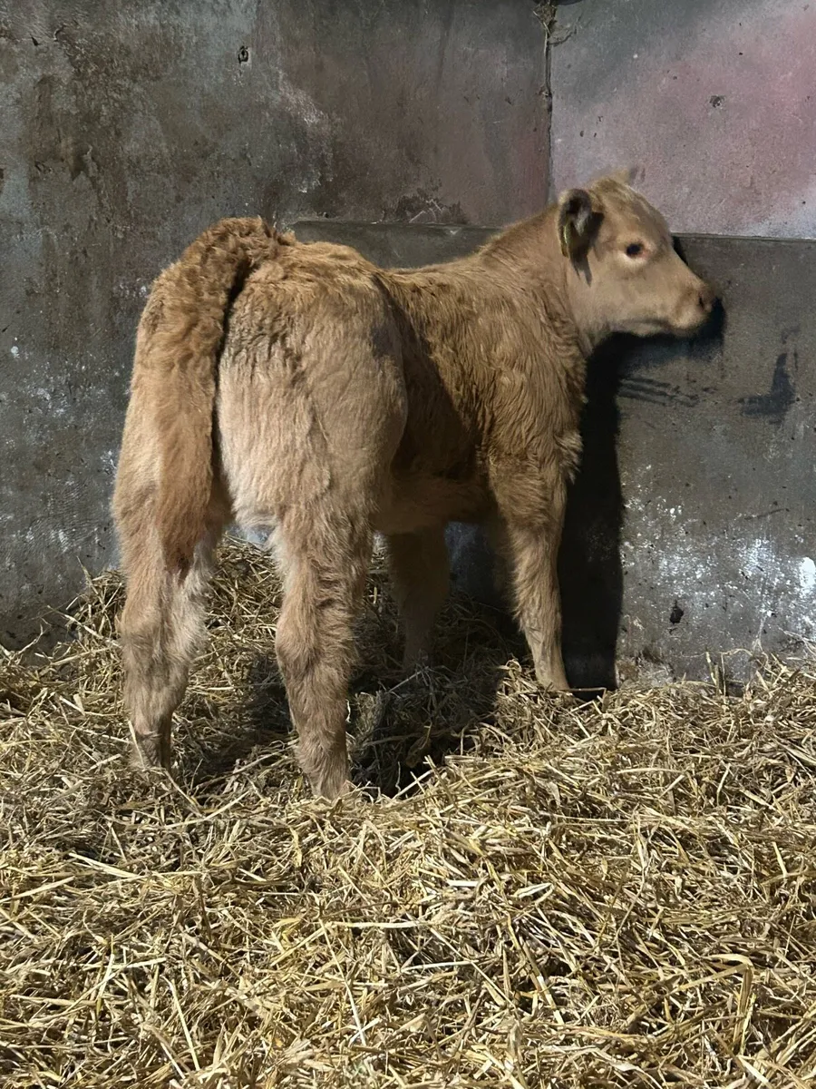 Smashing U Grading Heifer Suck - Image 2