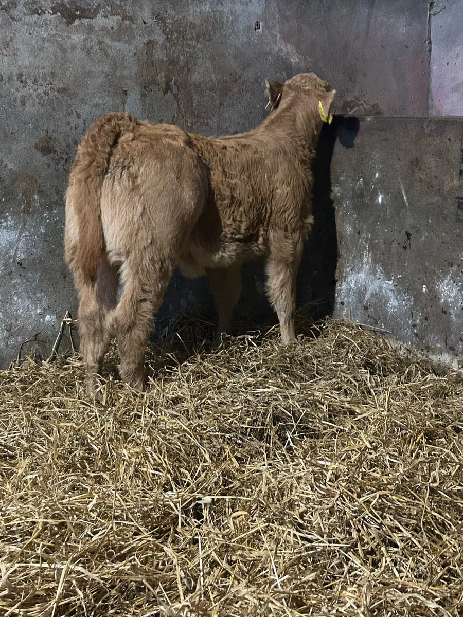 Smashing U Grading Heifer Suck - Image 3