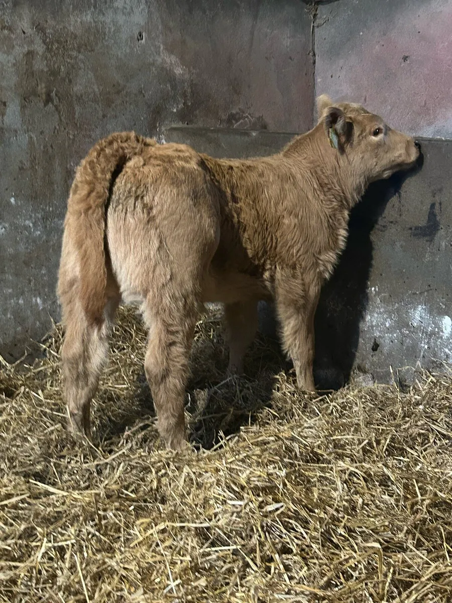 Smashing U Grading Heifer Suck - Image 4