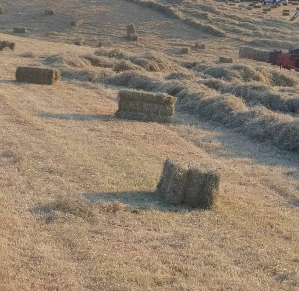 Square bales of Hay - Image 1