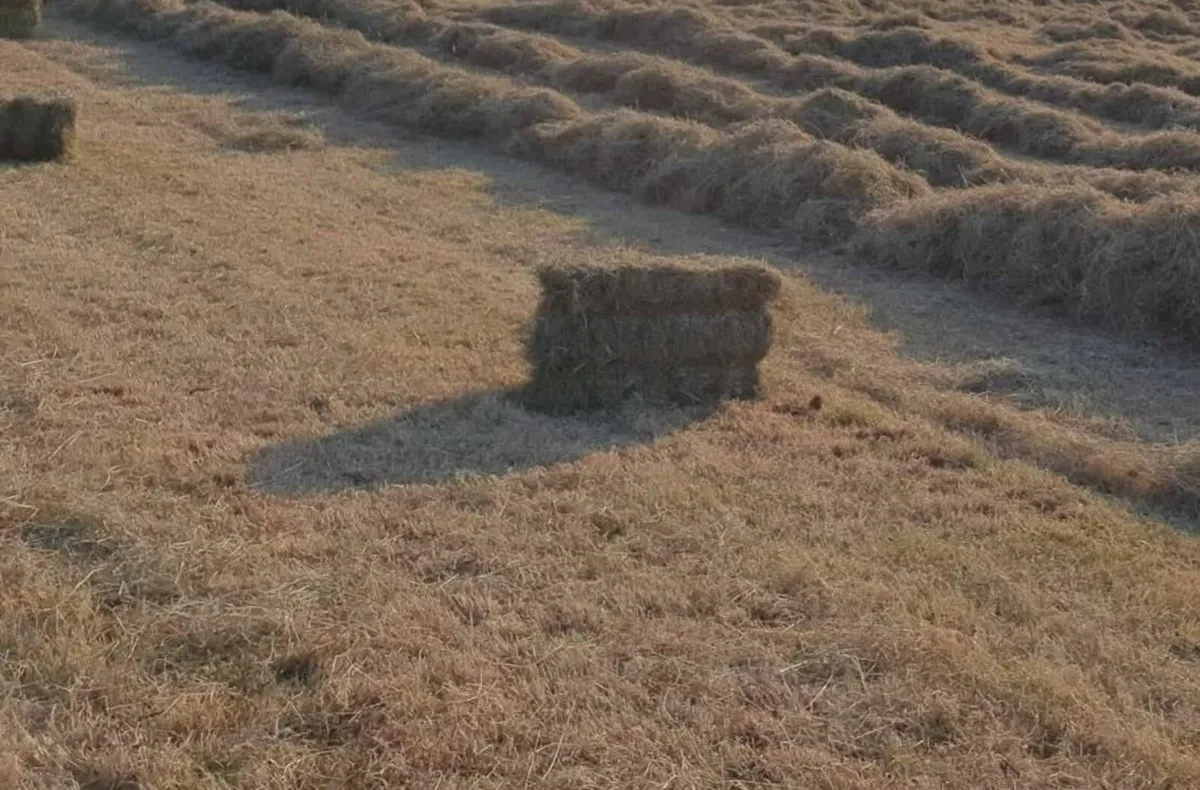 Square bales of Hay - Image 2