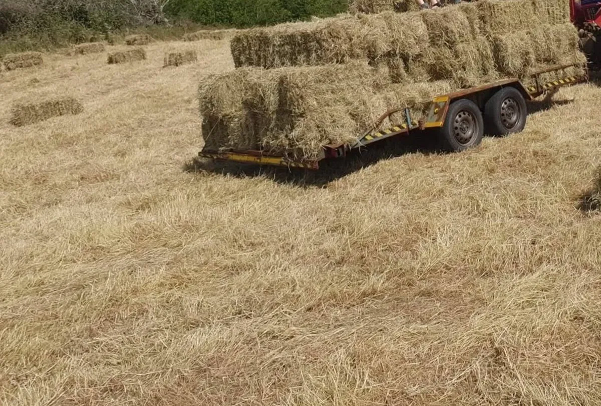Square bales of Hay - Image 3