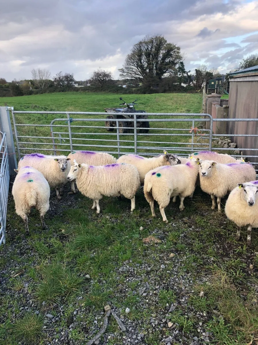 Ewe lambs - Image 1