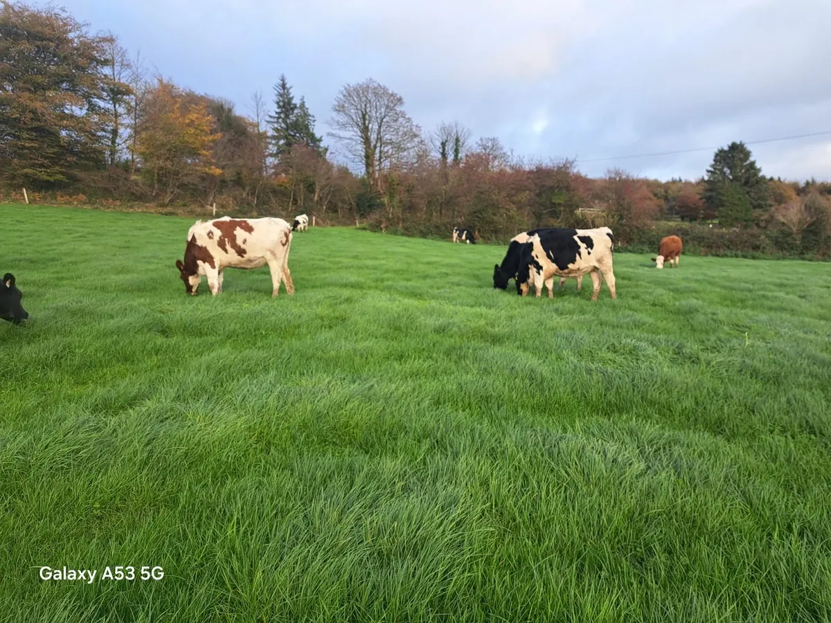 In Calf Heifers - Image 2