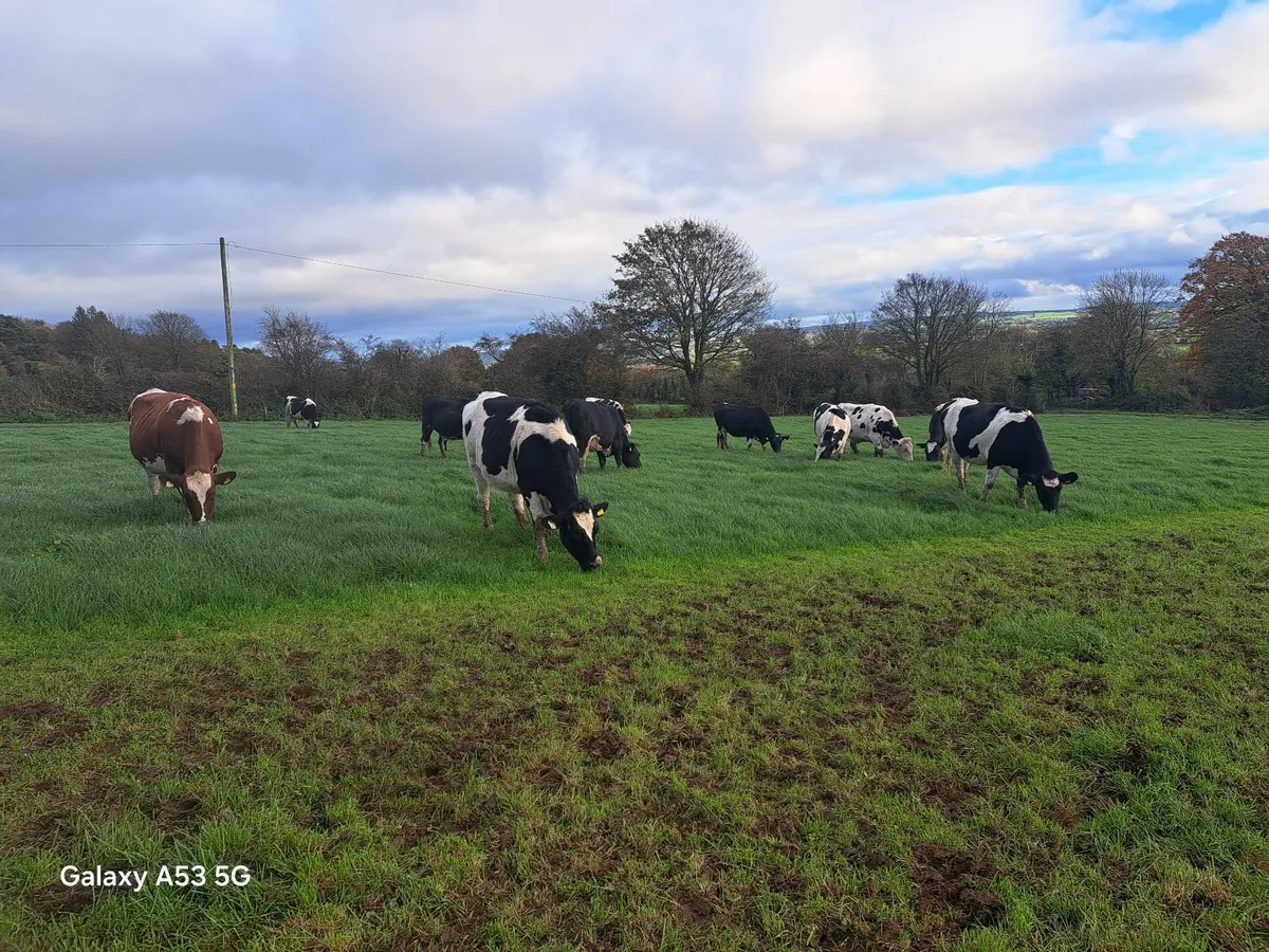 In Calf Heifers - Image 1
