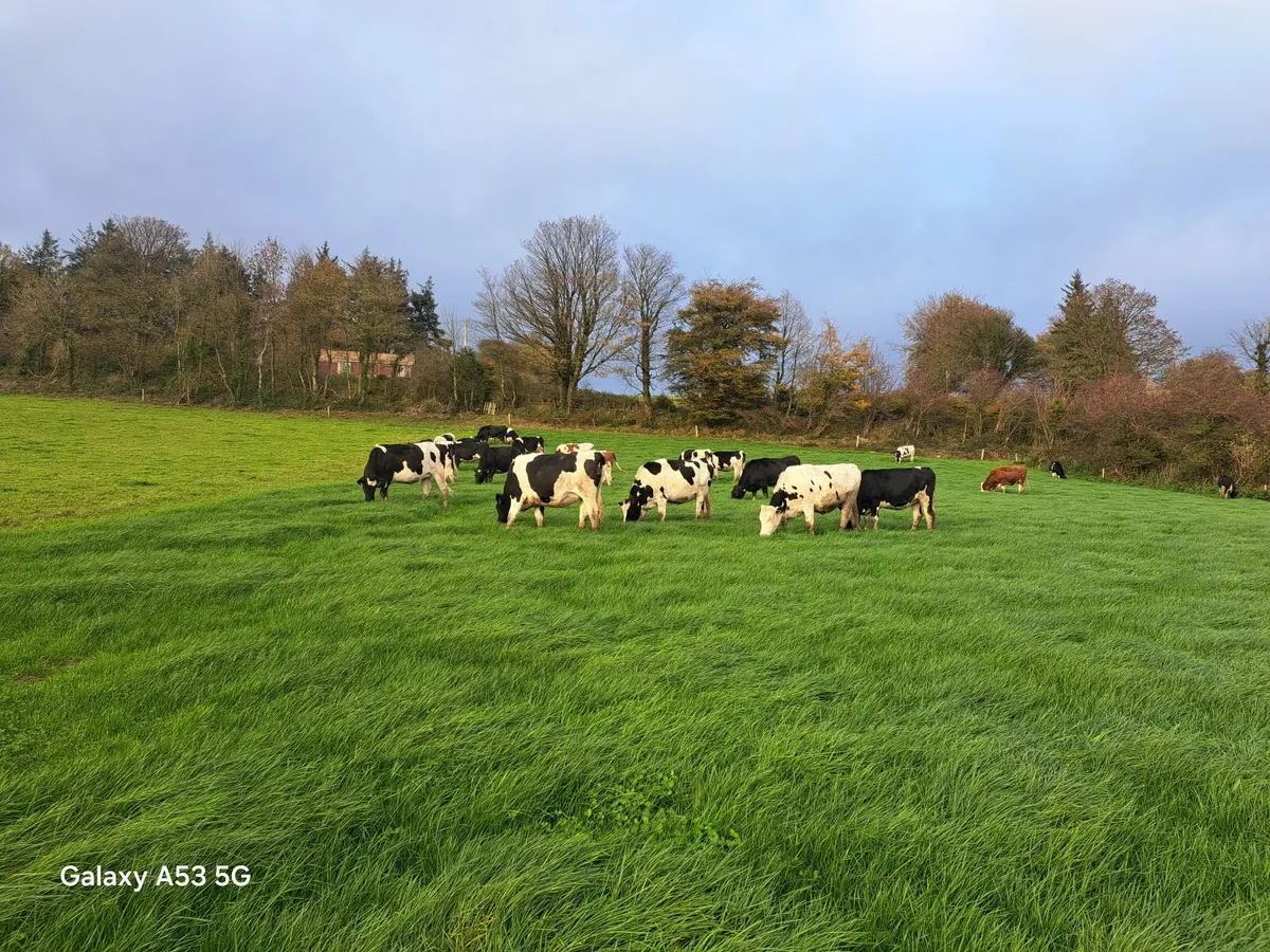 In Calf Heifers - Image 3