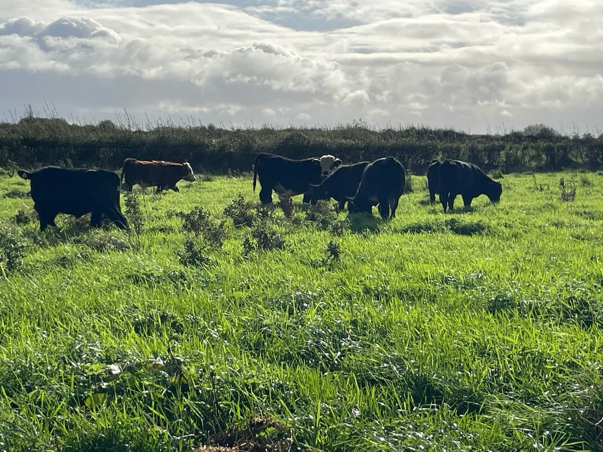 Eight Weanling Bullocks - Image 1