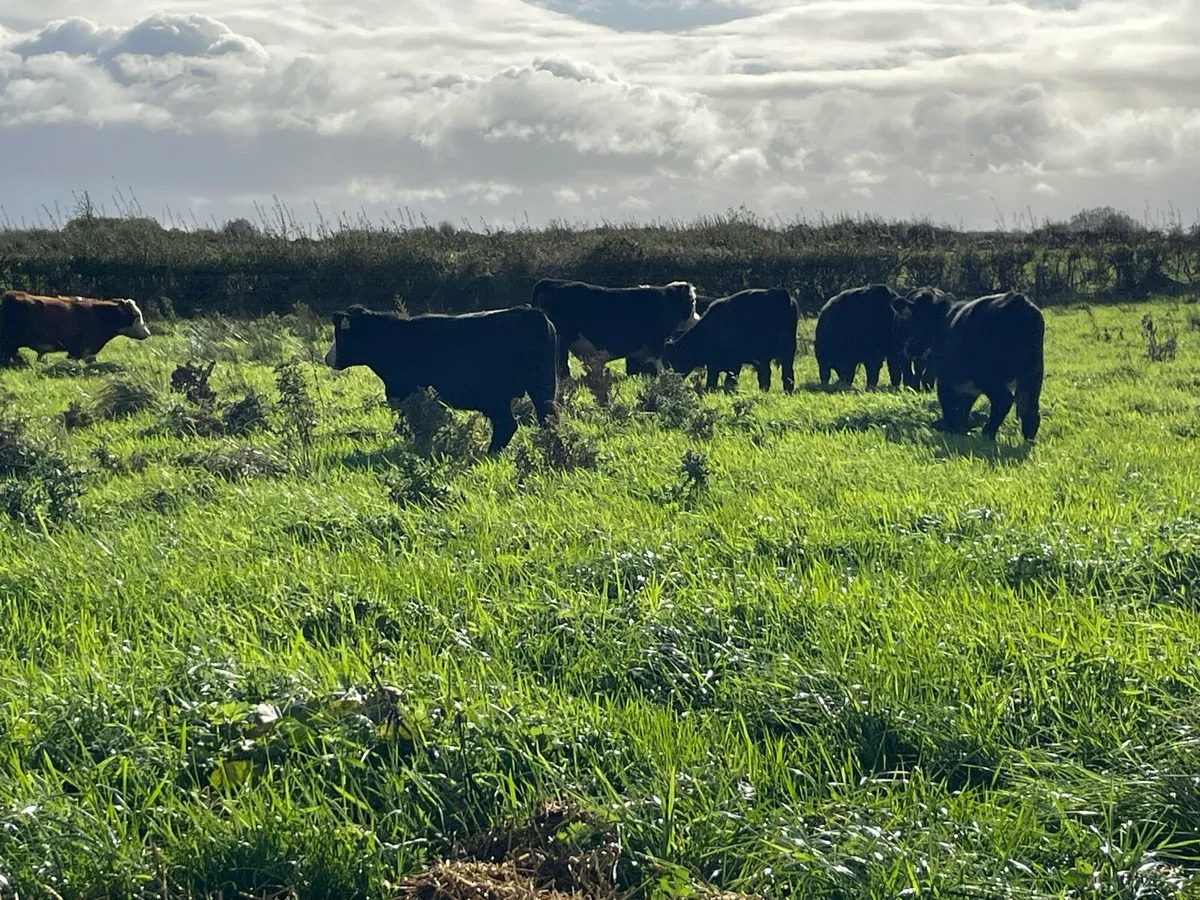 Eight Weanling Bullocks - Image 2