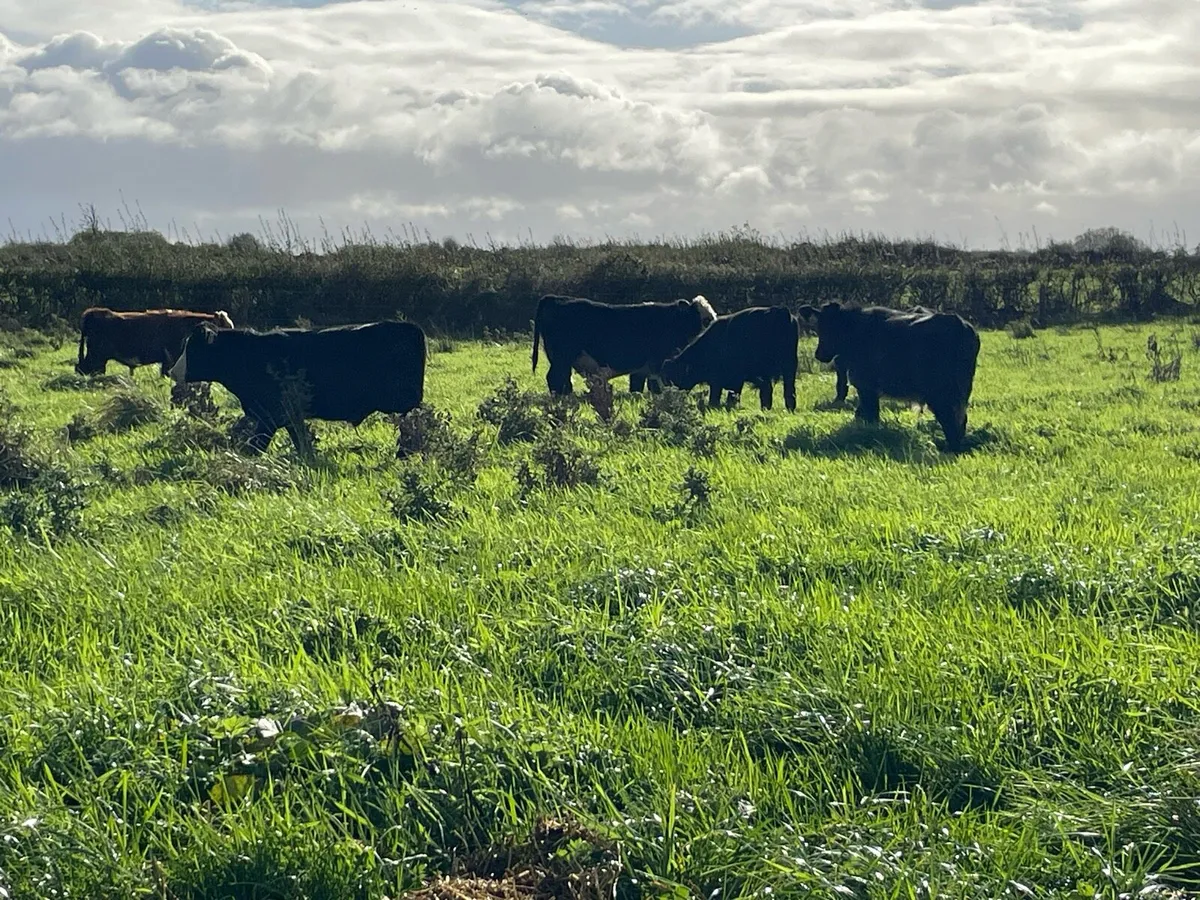 Eight Weanling Bullocks - Image 3