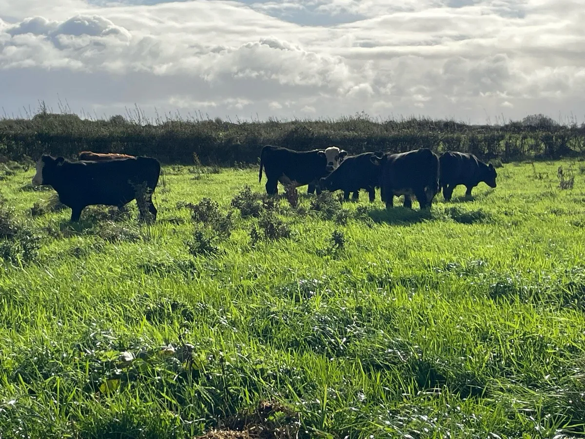 Eight Weanling Bullocks - Image 4