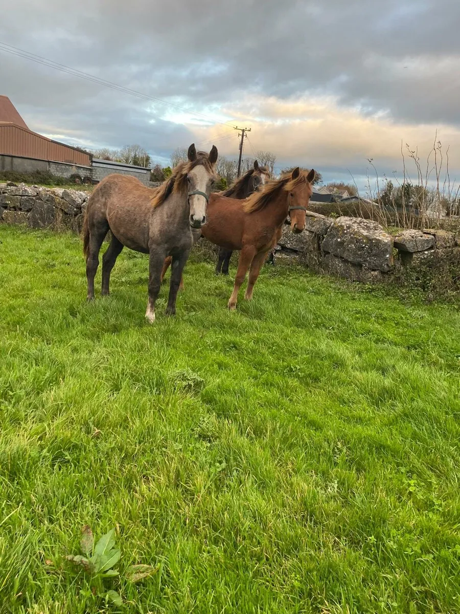 3 Irish Draught Yearling Colts - Image 2